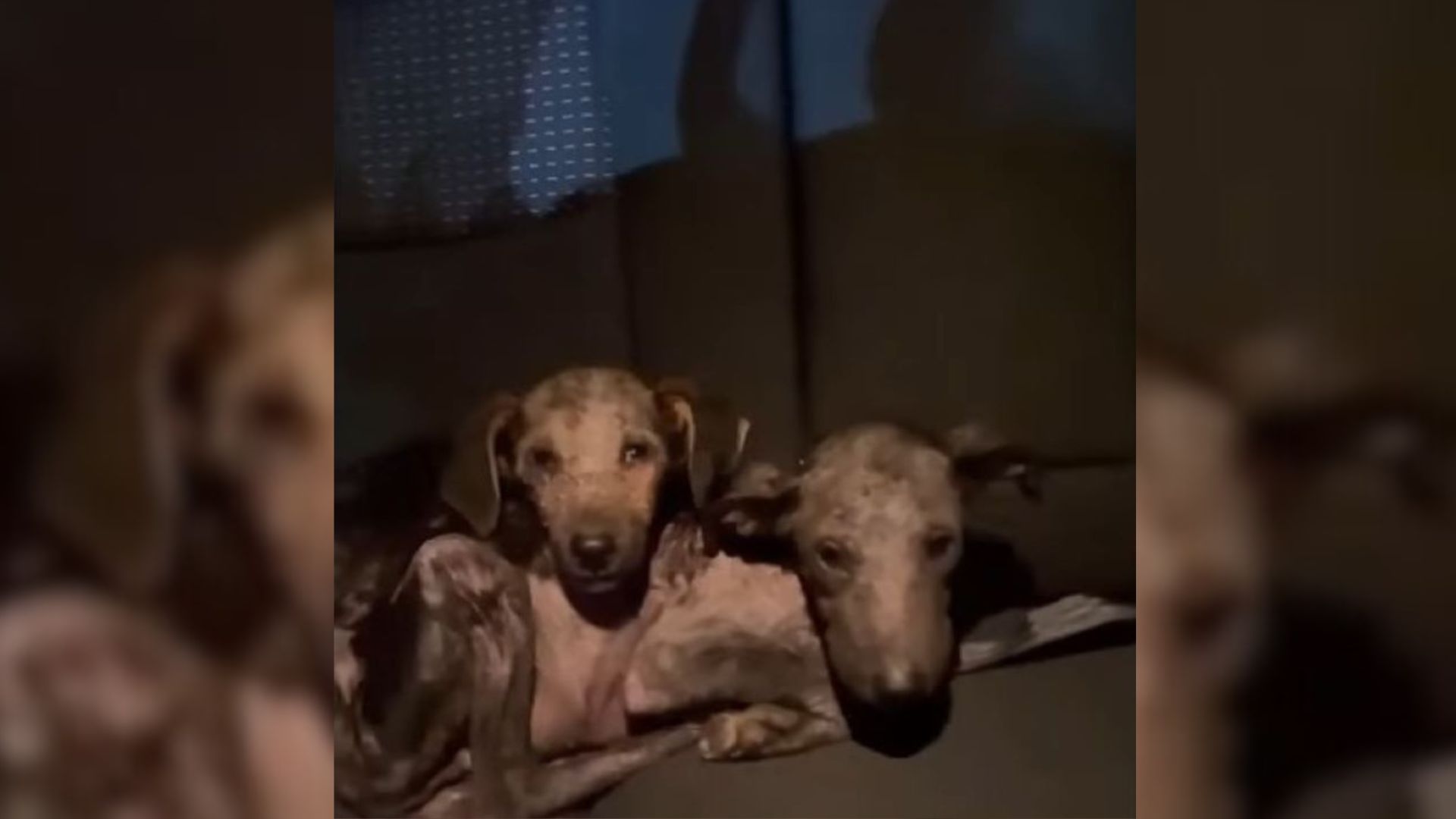 Two Malnourished Puppy Siblings Were Running Out Of Time But Then Something Amazing Happened