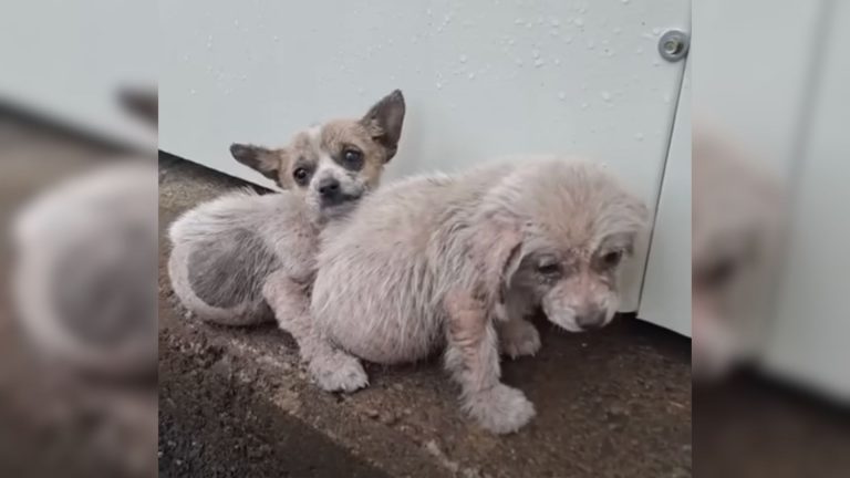 photo of two puppies