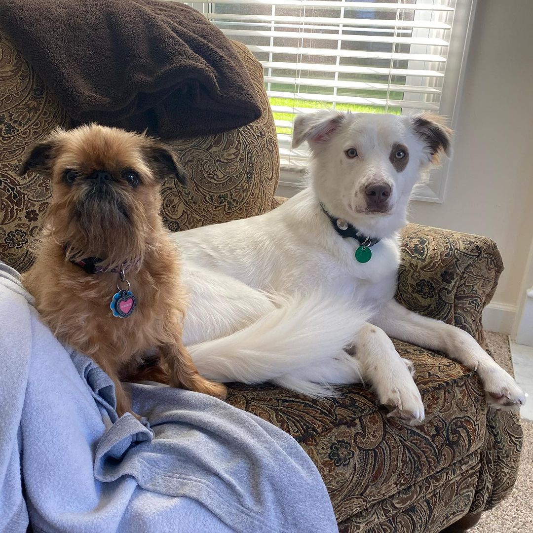 Two dogs sitting on a sofa