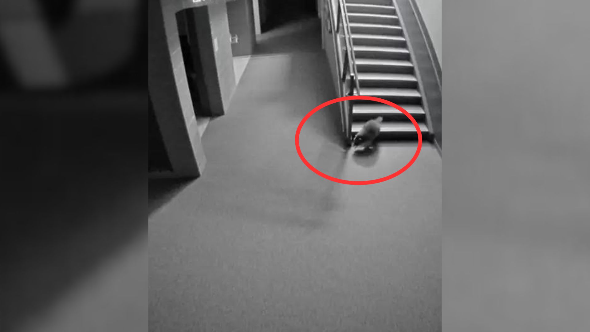 Unusual Intruder Sneaks Into School And Causes Such A Mess That Classes Are Canceled