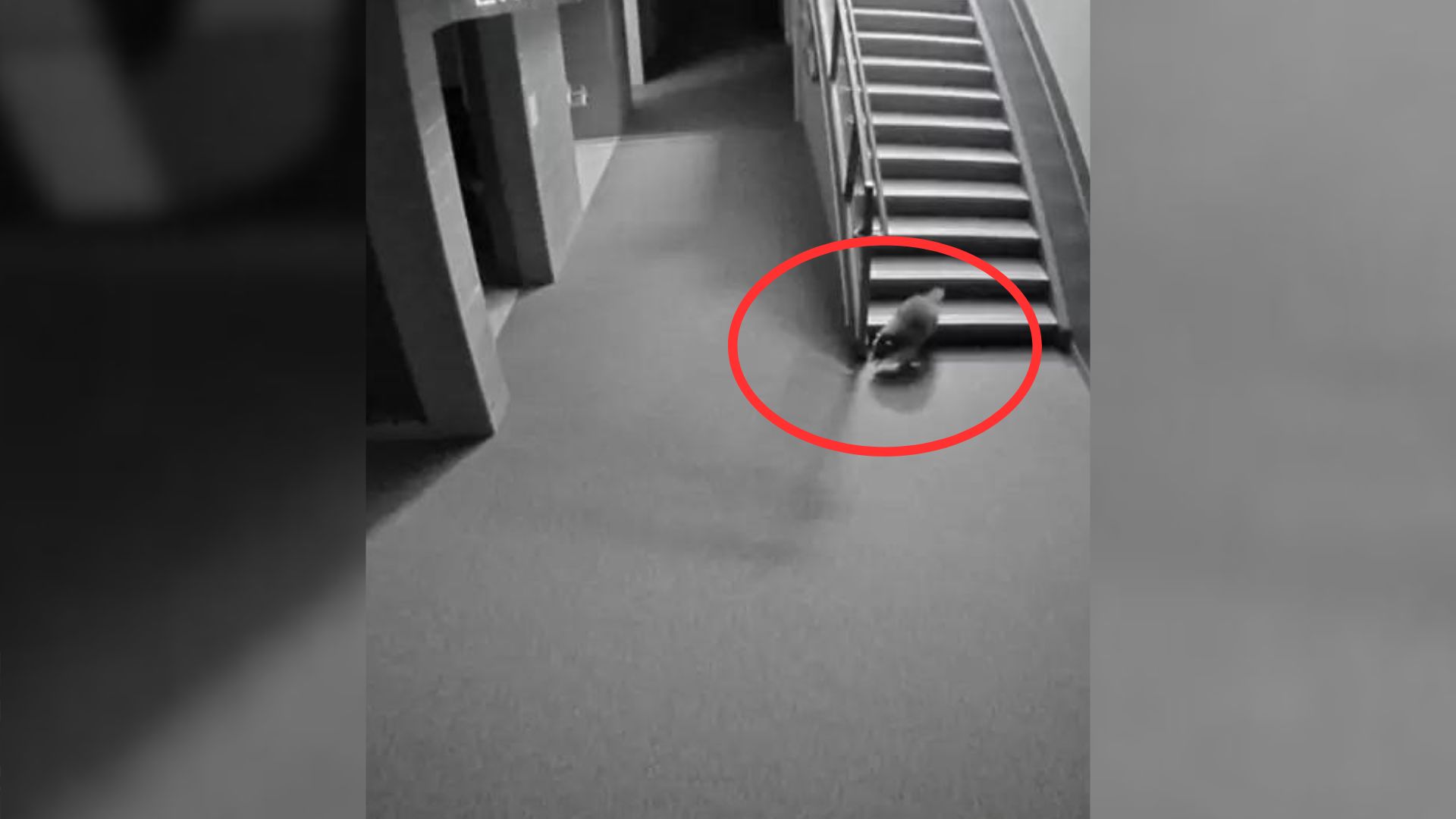 racoon in the school