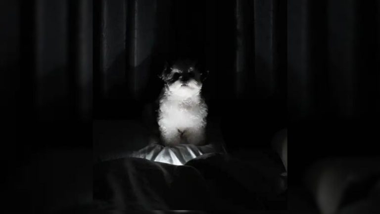 Scary dog