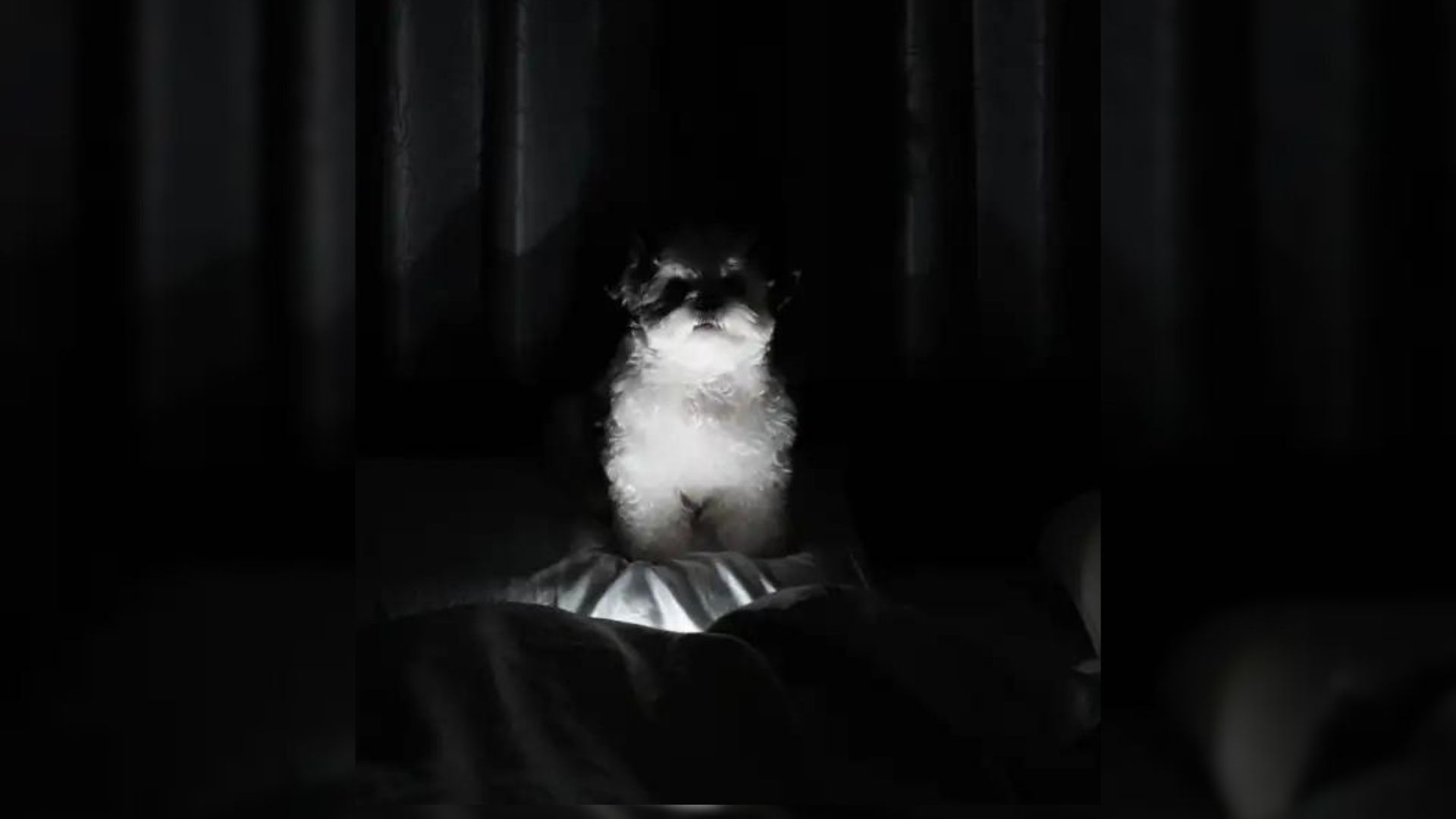 Scary dog