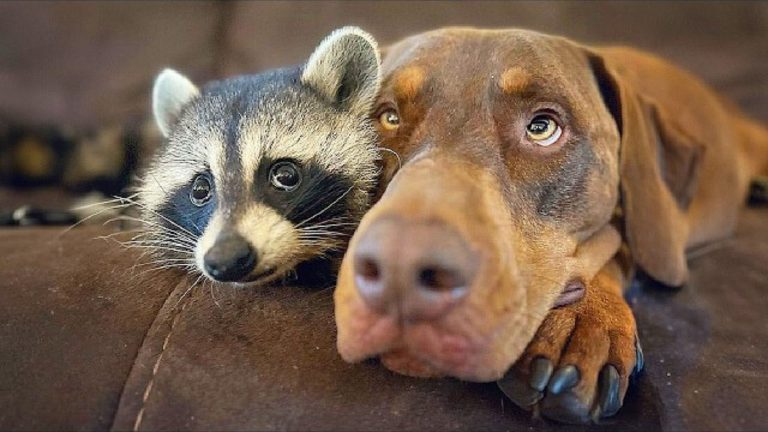 wild raccoon lying next to a dog