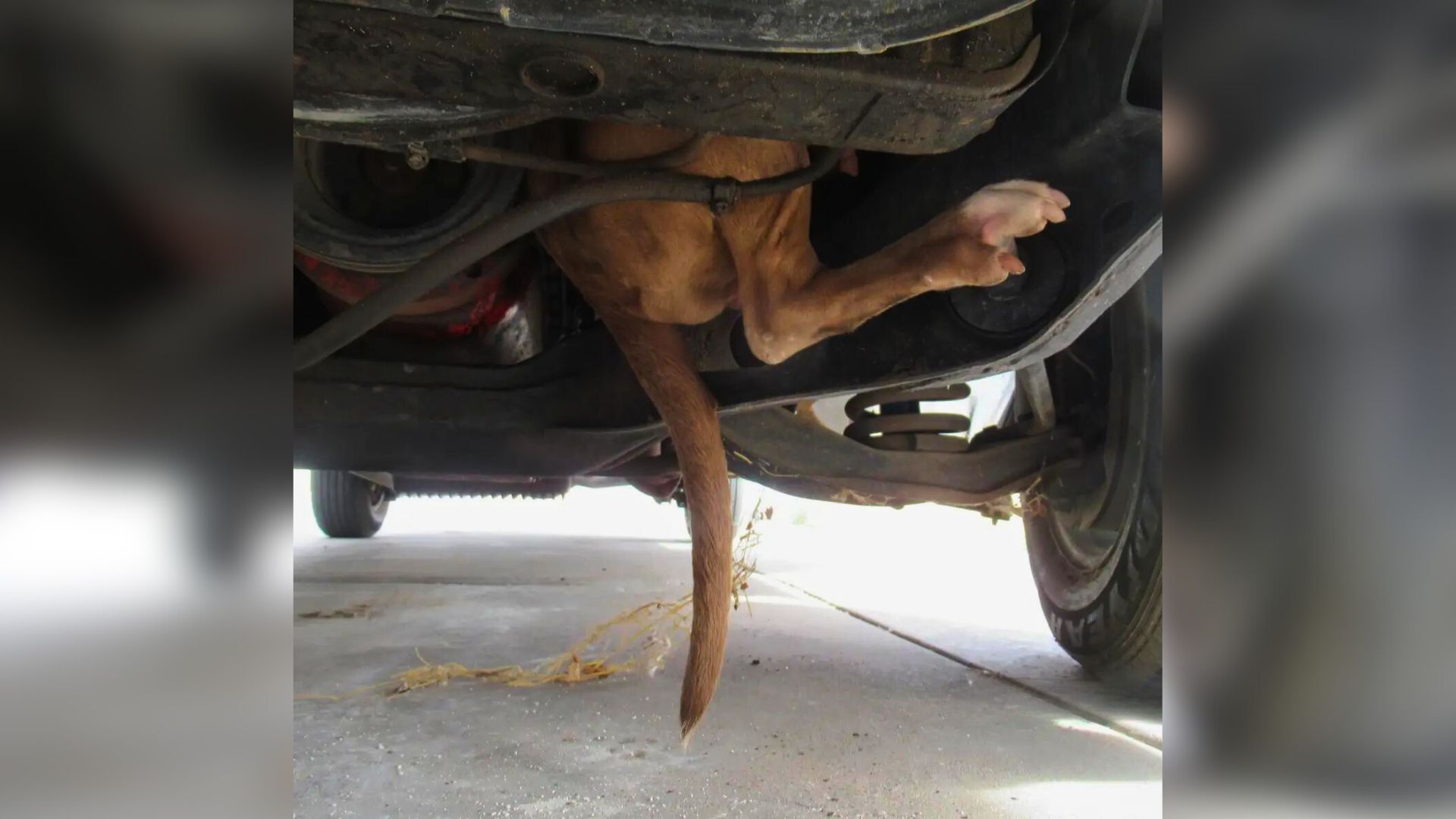 dog under the car
