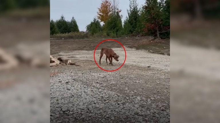 dog wandering outside