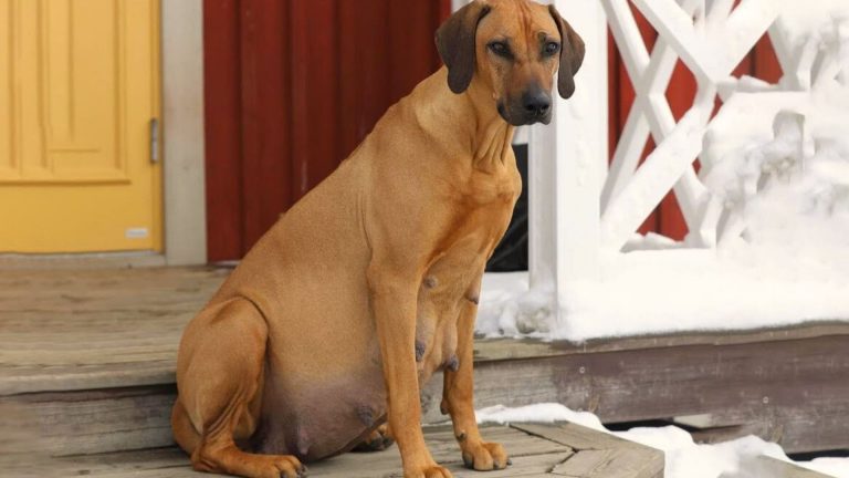 heavily pregnant dog