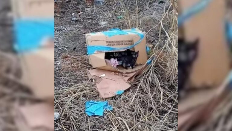 kittens in a box