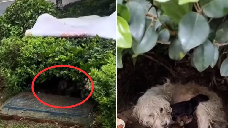 Dog hiding in bushes