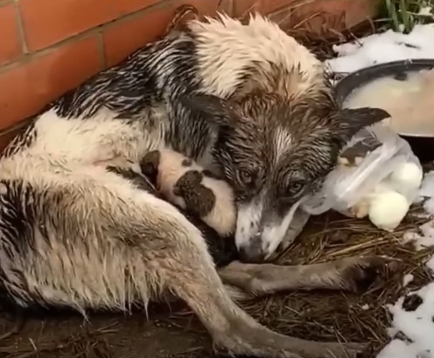 abandoned dog and puppy