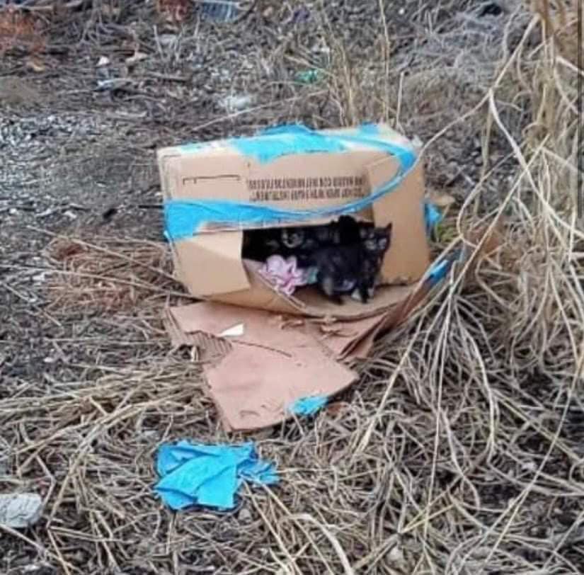 abandoned kittens in a box
