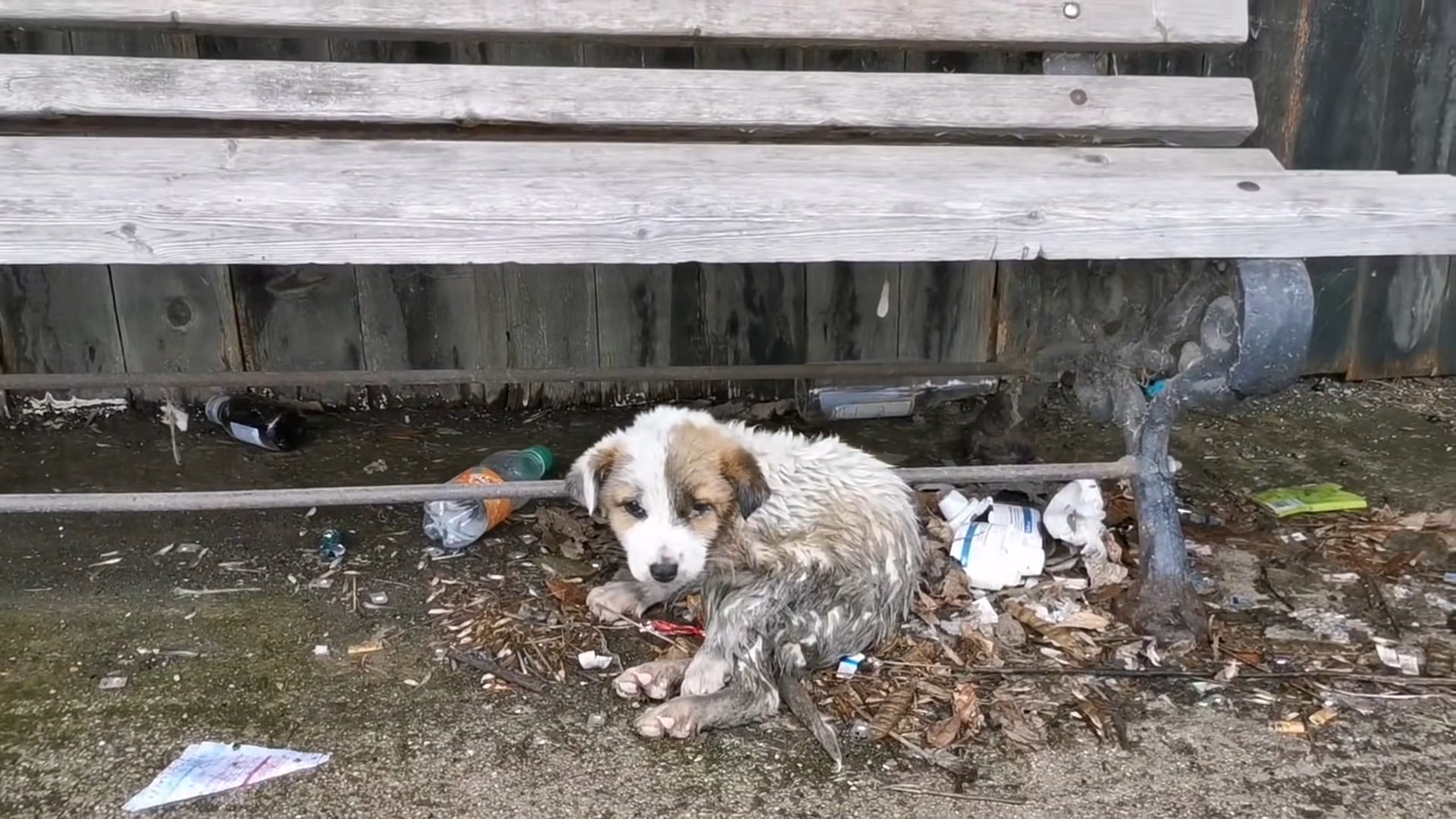 abandoned puppy under the bench 