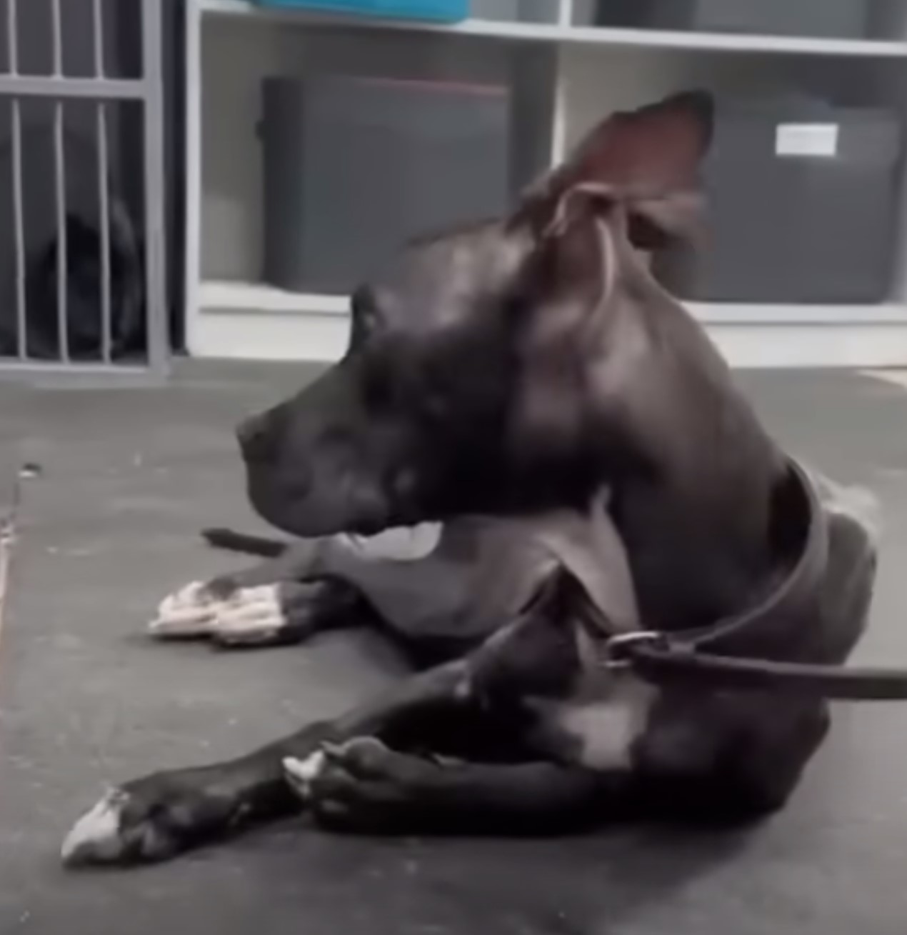 abused dog lying