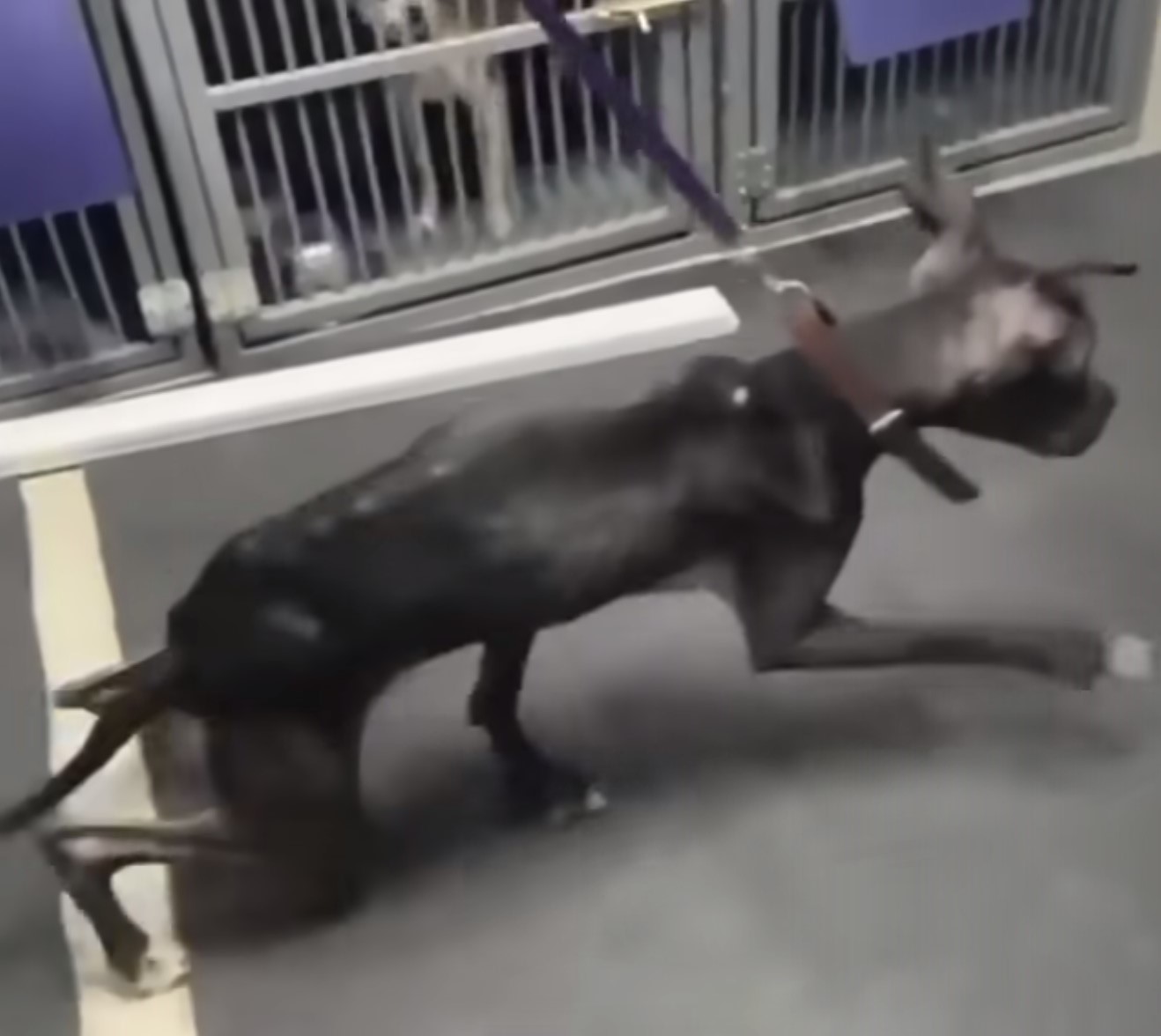 abused dog trying to walk