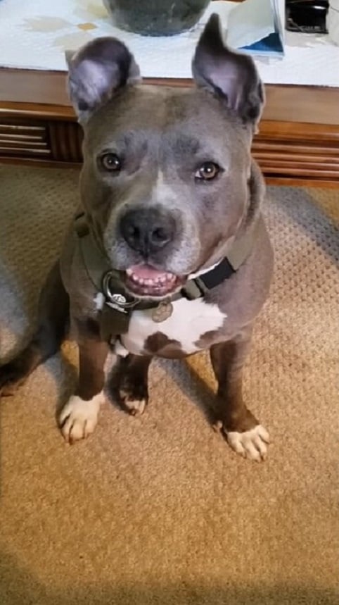 adopted pit bull sitting
