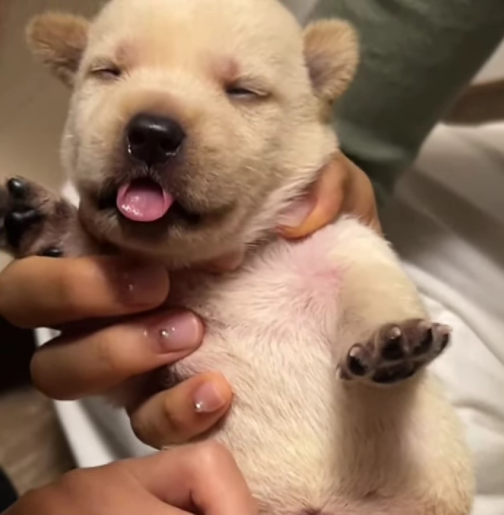 adorable little puppy in hands