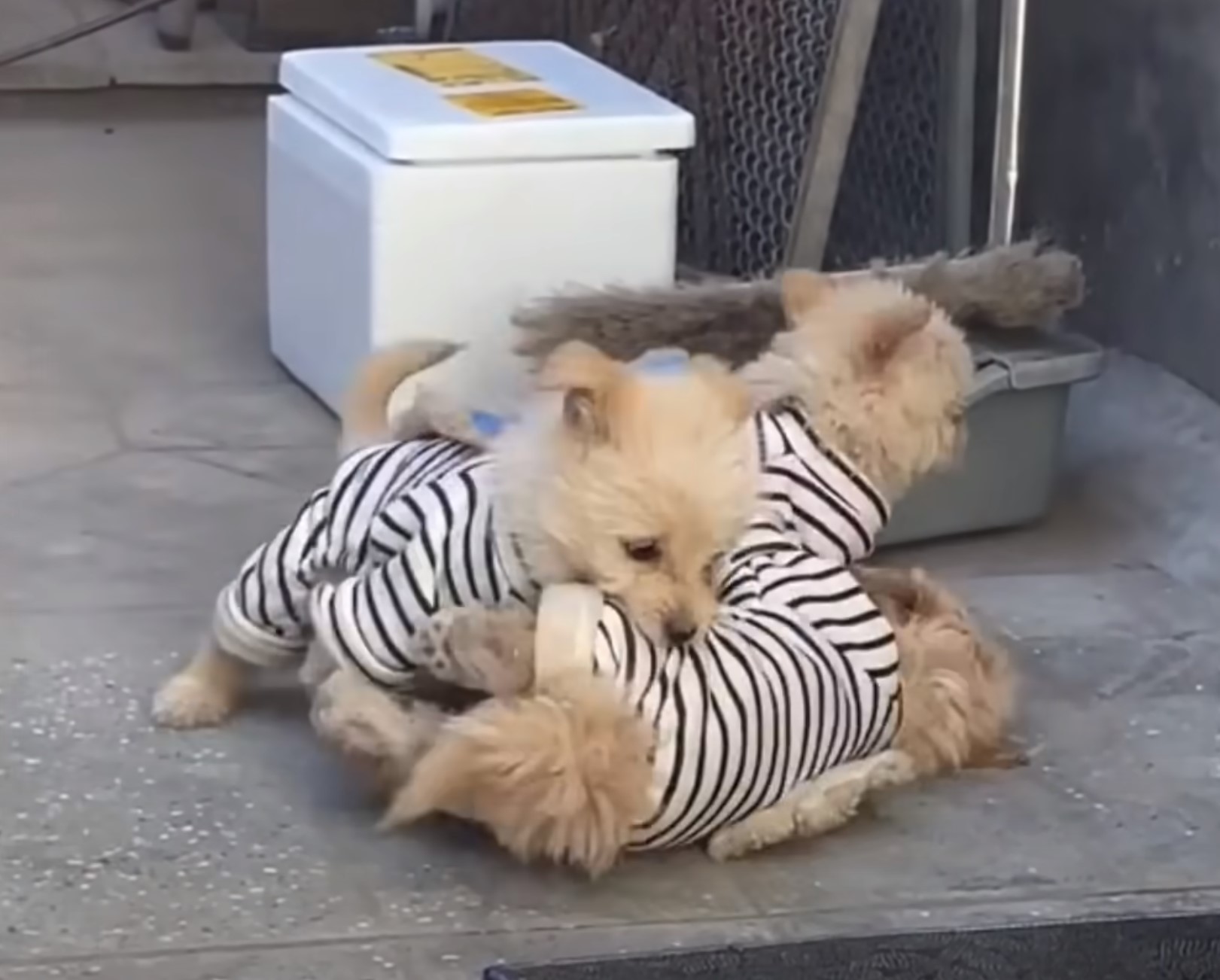 adorable puppies in clothes playing