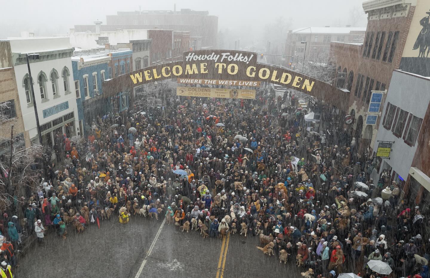 aerial photo of golden retriever meetup