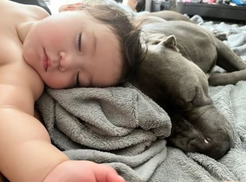 baby and pit bull sleeping next to each other