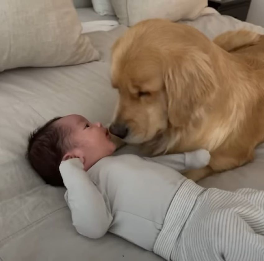 baby lying on bed with golden retriever