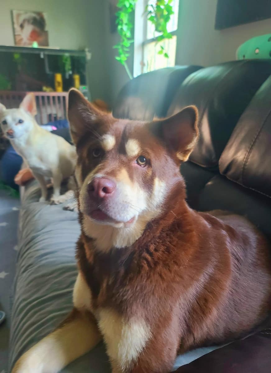 beautiful dog sitting on a couch