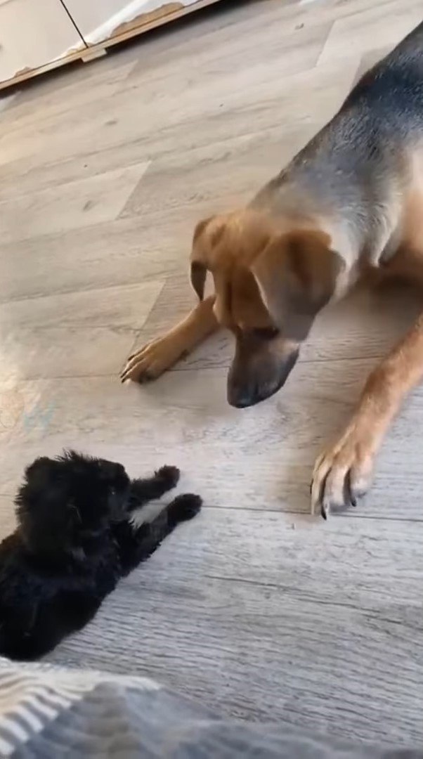 big dog looking at tiny puppy