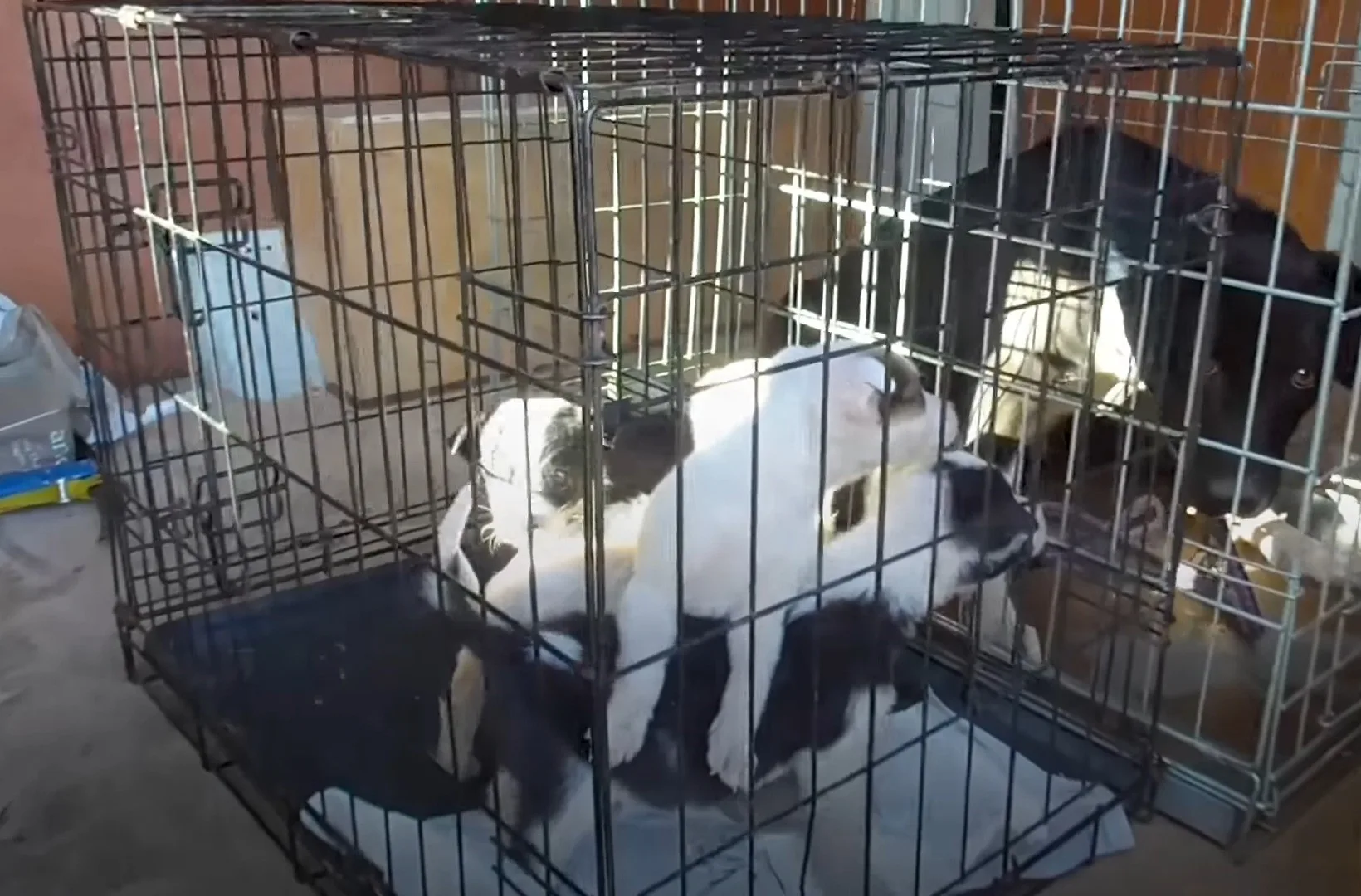 black dog and two puppies in a cage