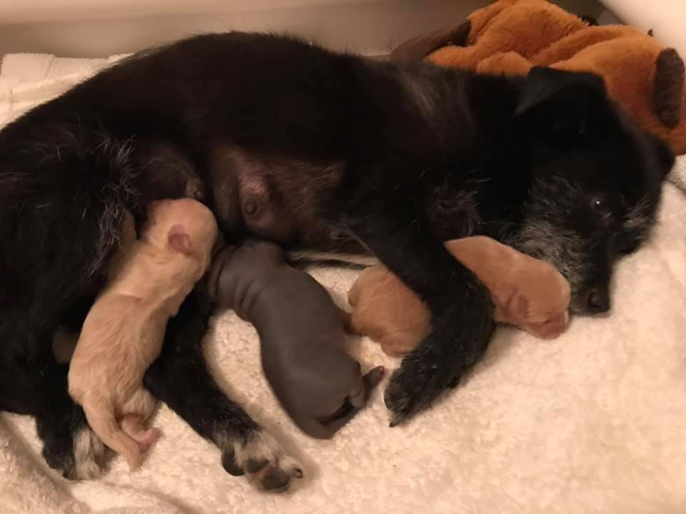 black dog feeding its newborn puppies