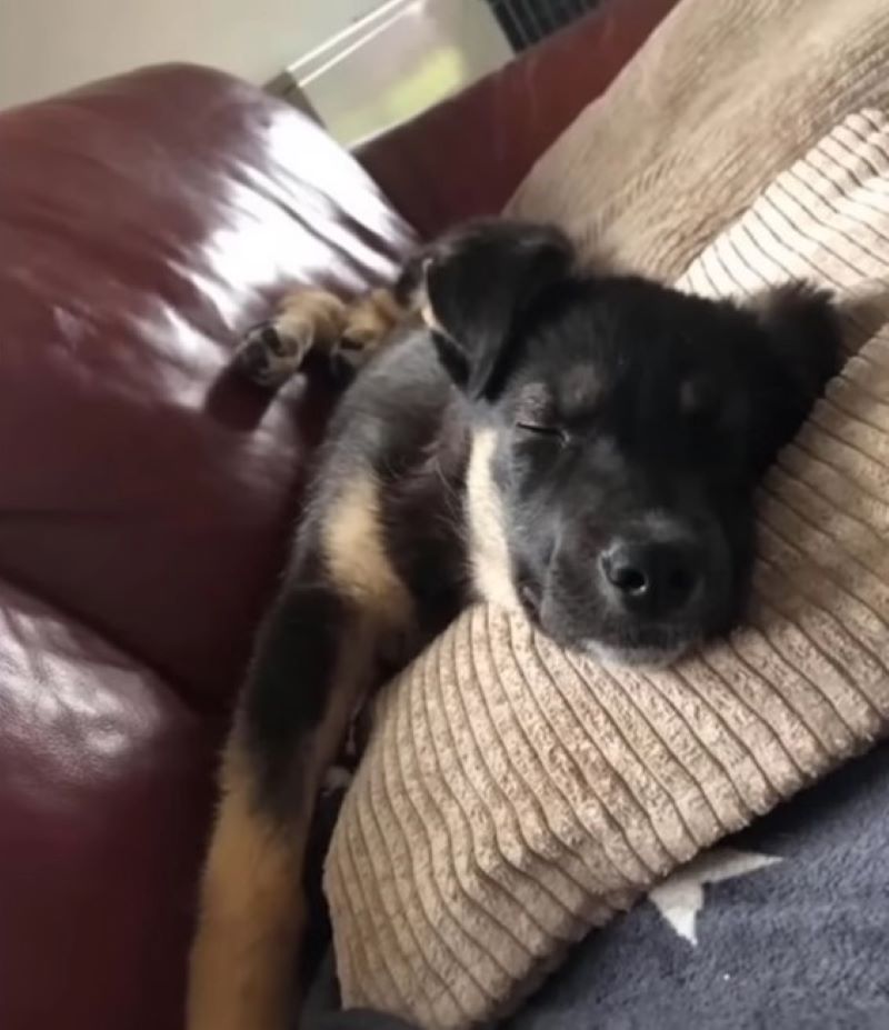 black dog sleeping on a pillow