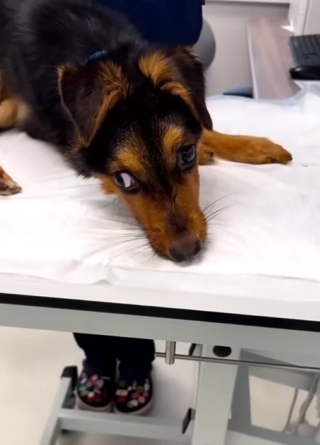 black dog with injured eye