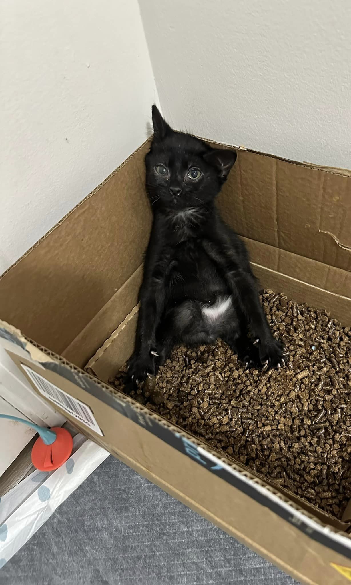 black kitten in a box
