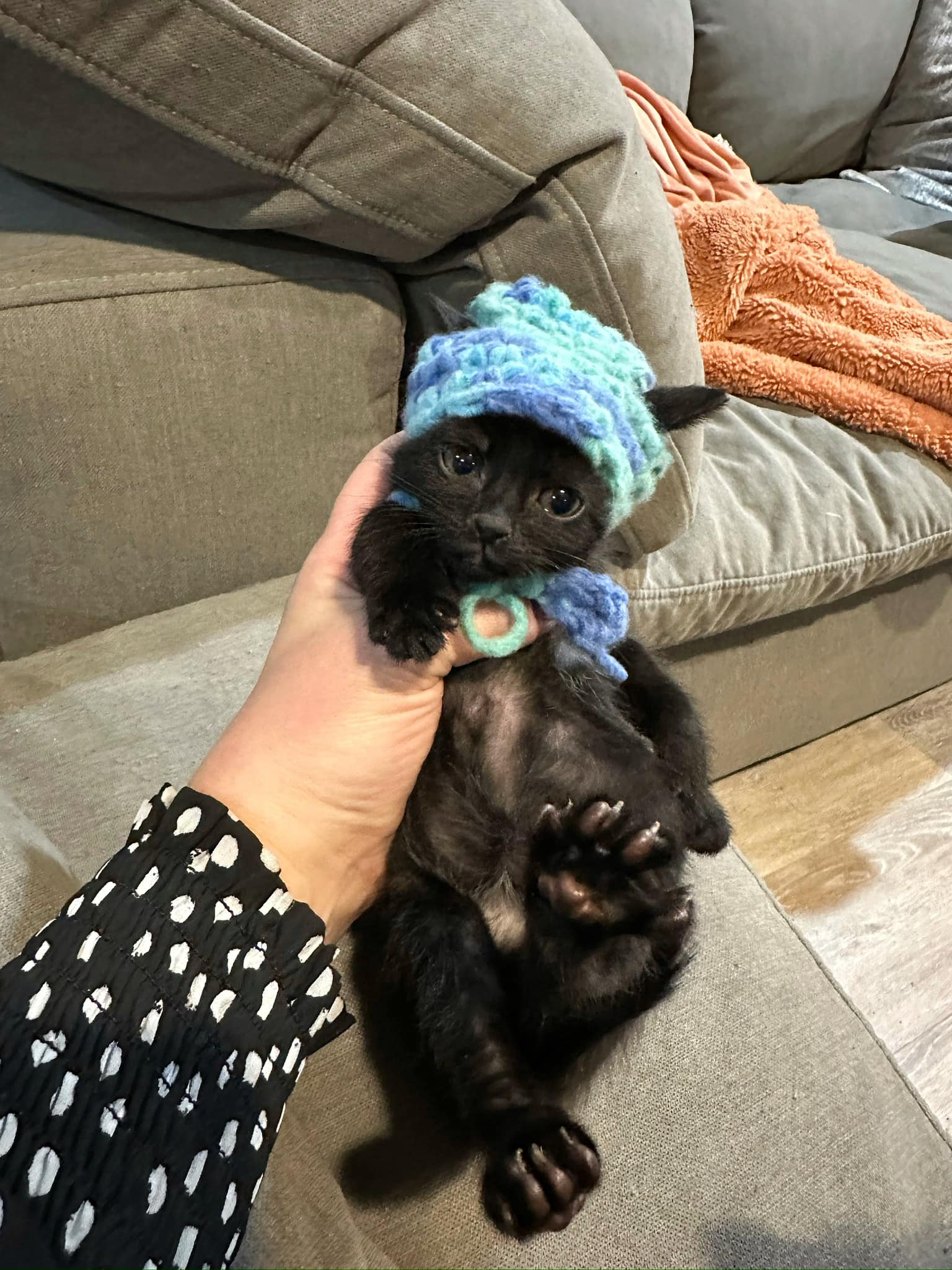 black kitten wearing a blue hat