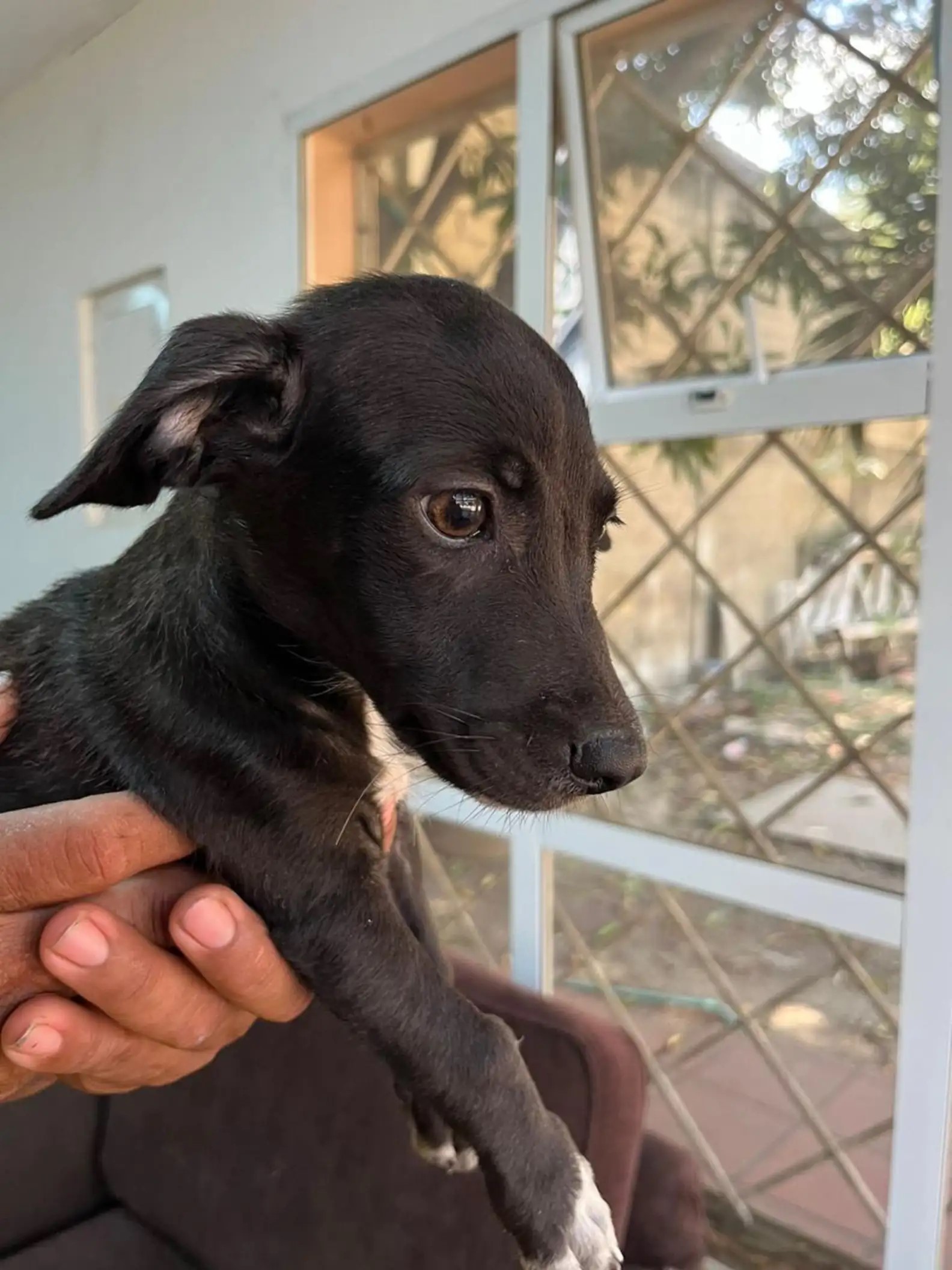 black puppy at home