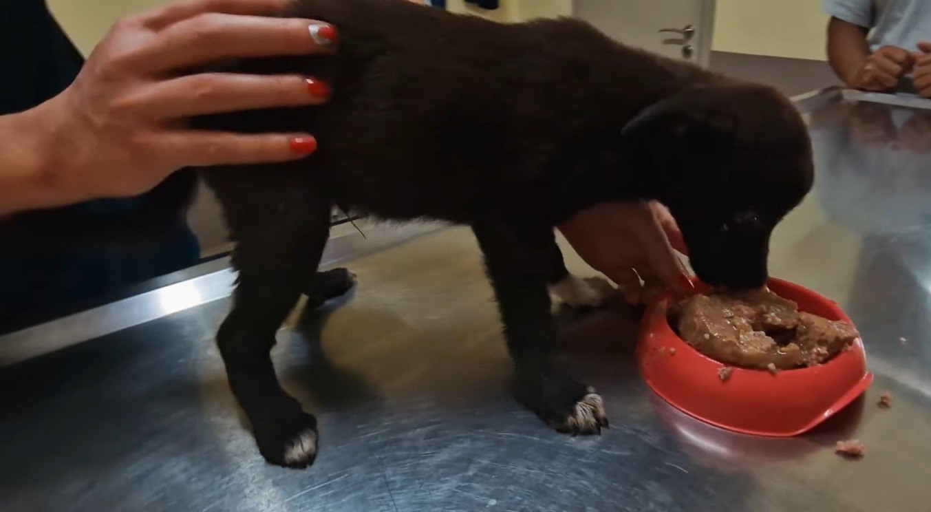 black puppy eating