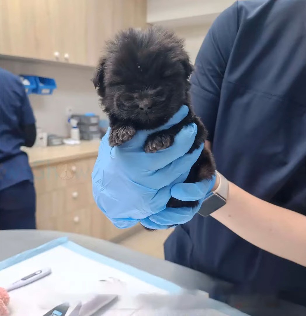 black tiny puppy in vet's hands