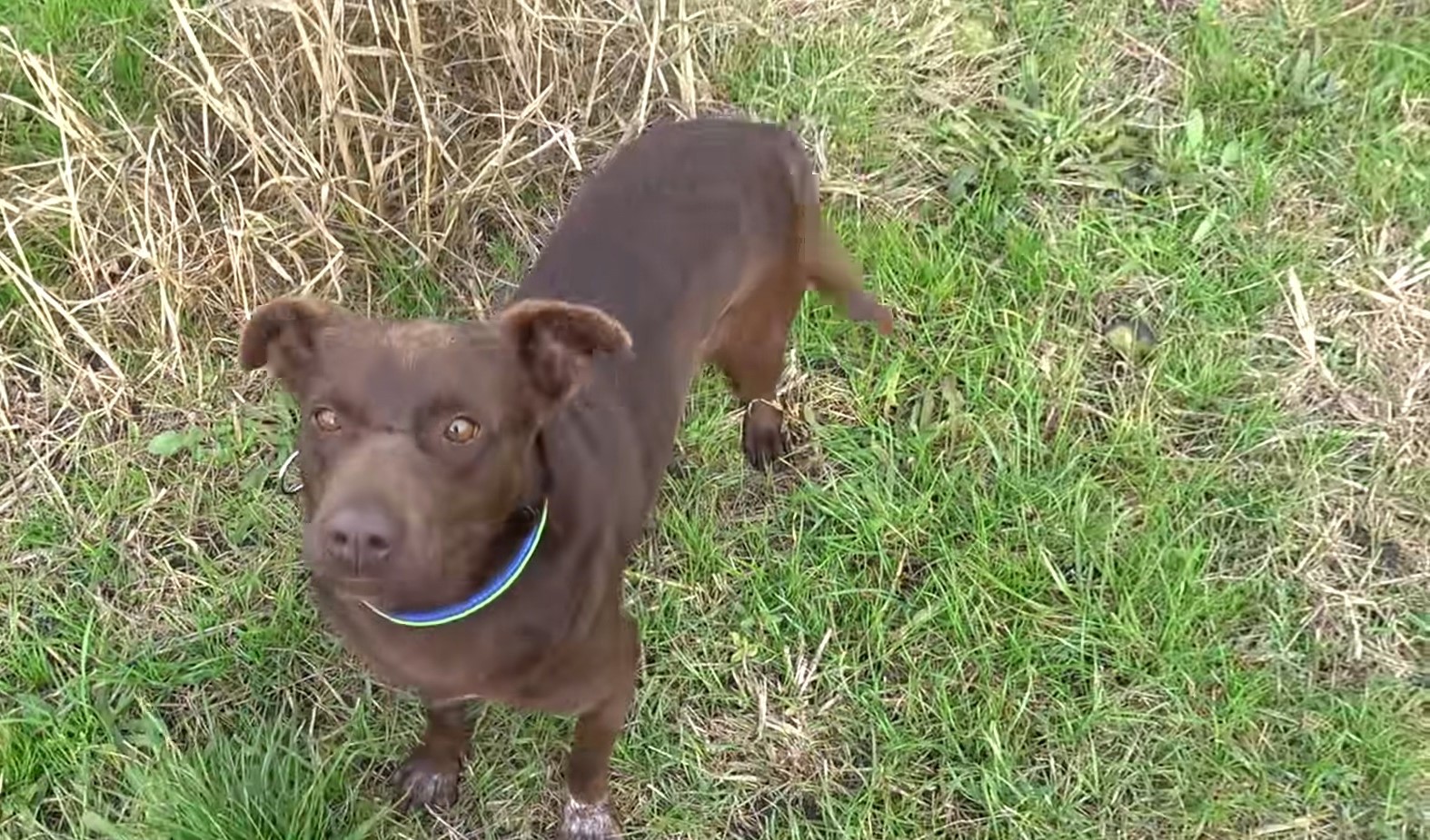 brown dog standing on a grass