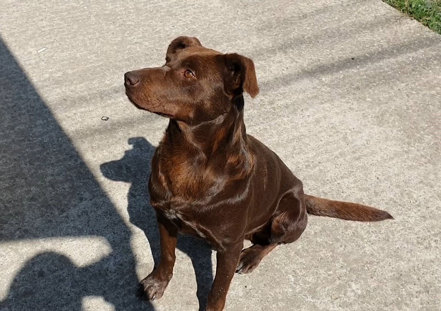 brown dog sunbathing