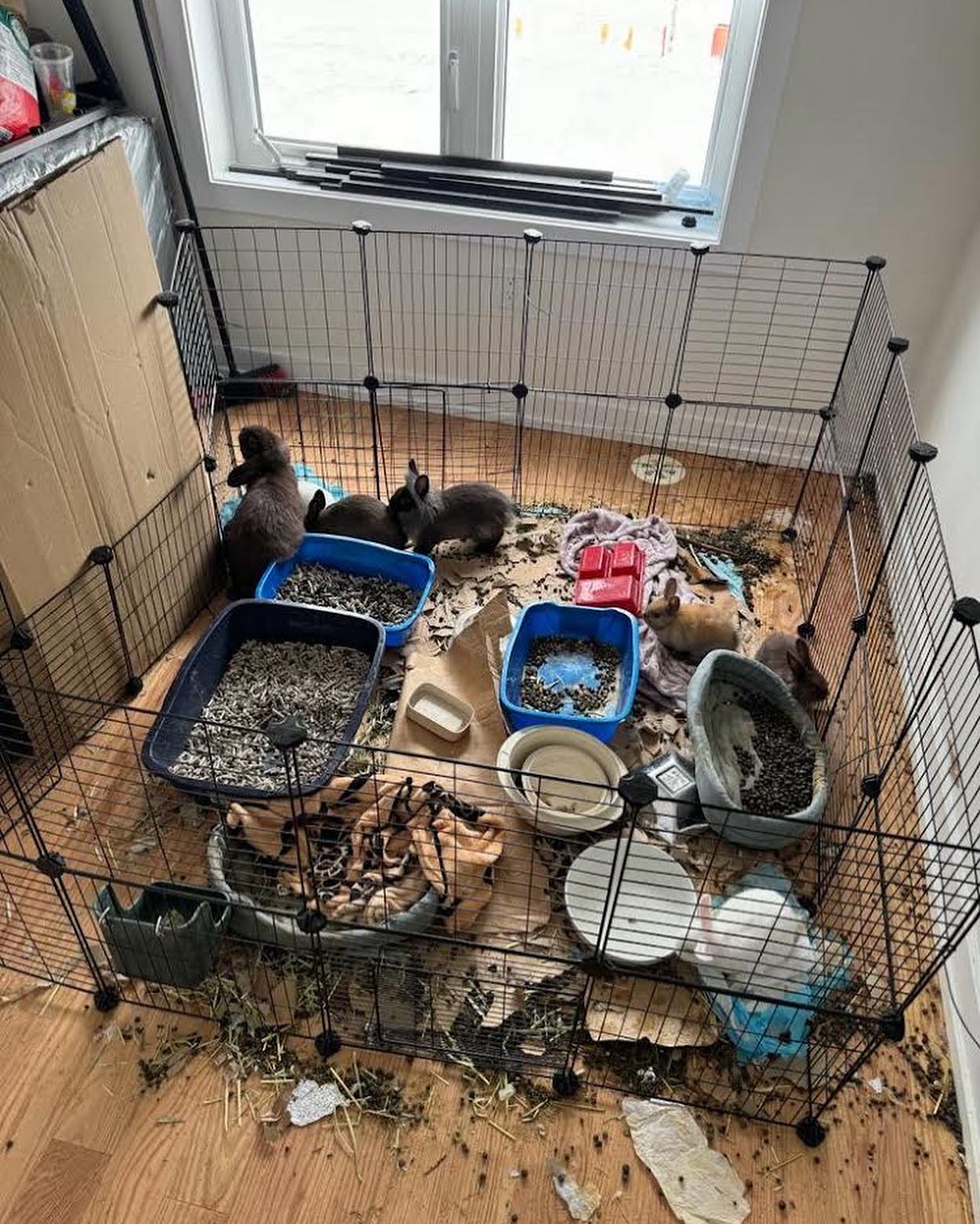 bunnies in a house