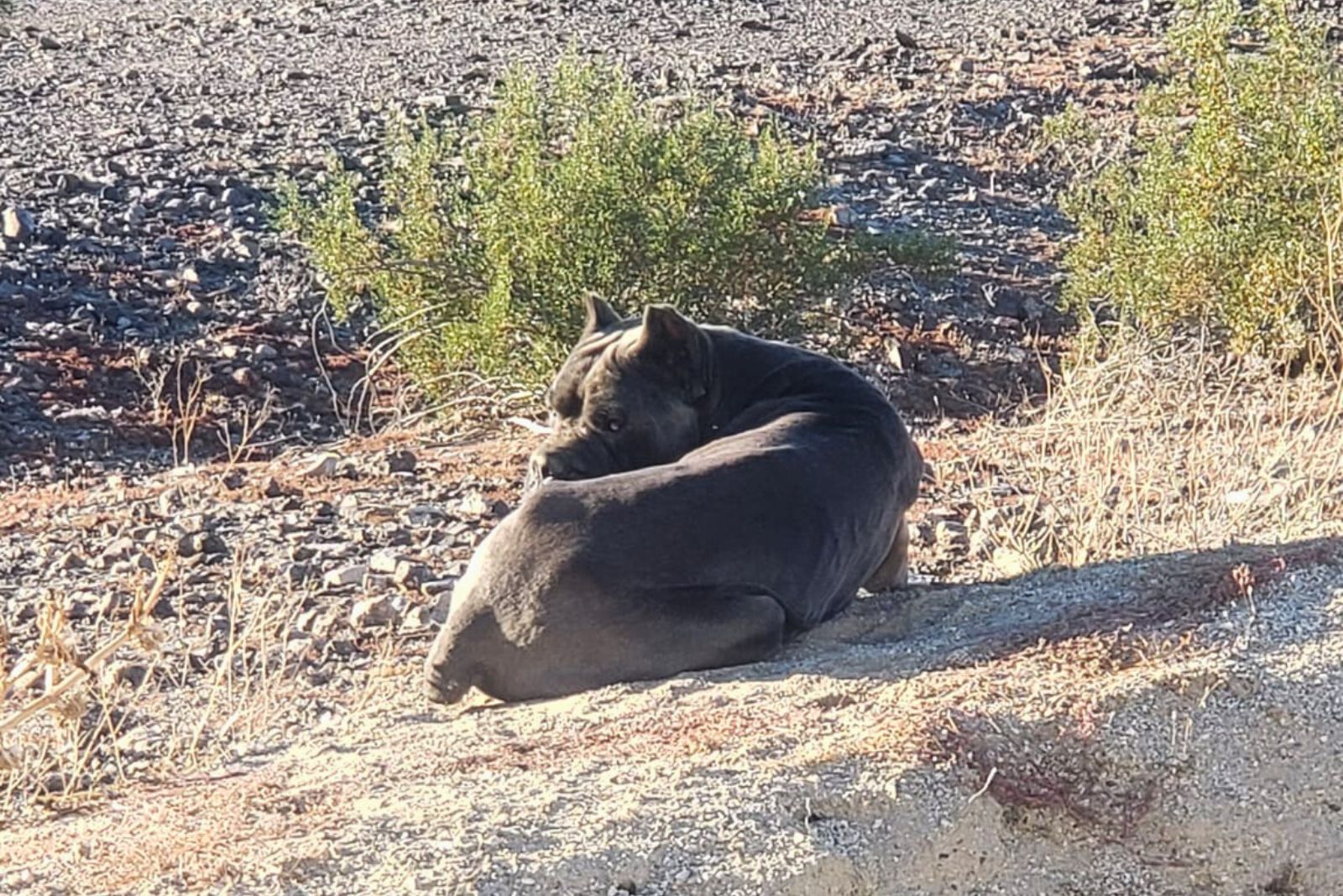 cane corso curled up in the desert