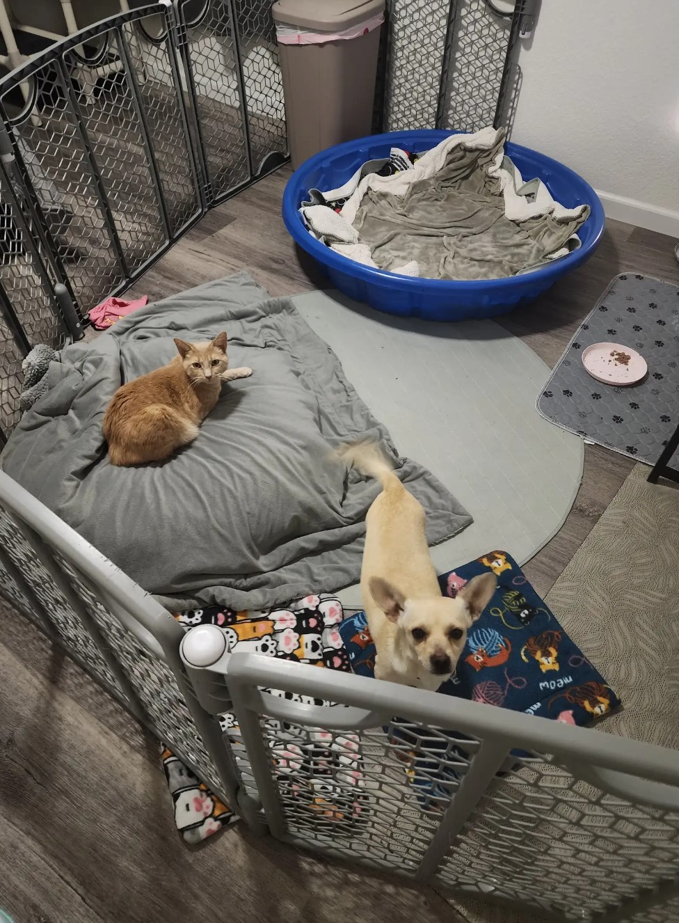 cat and chihuahua indoors
