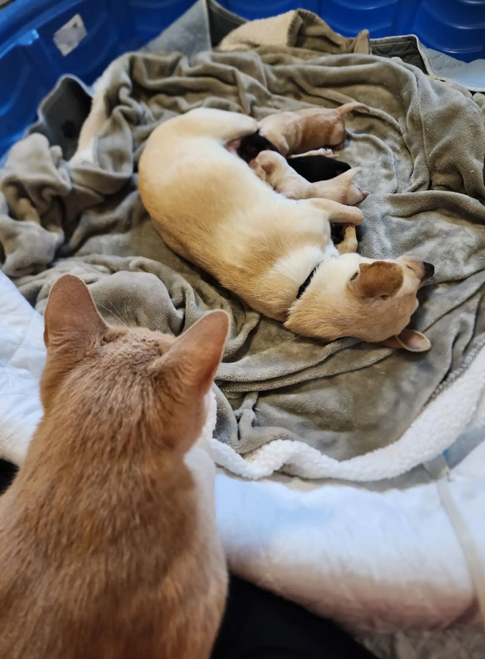 cat looking at chihuahua and puppies