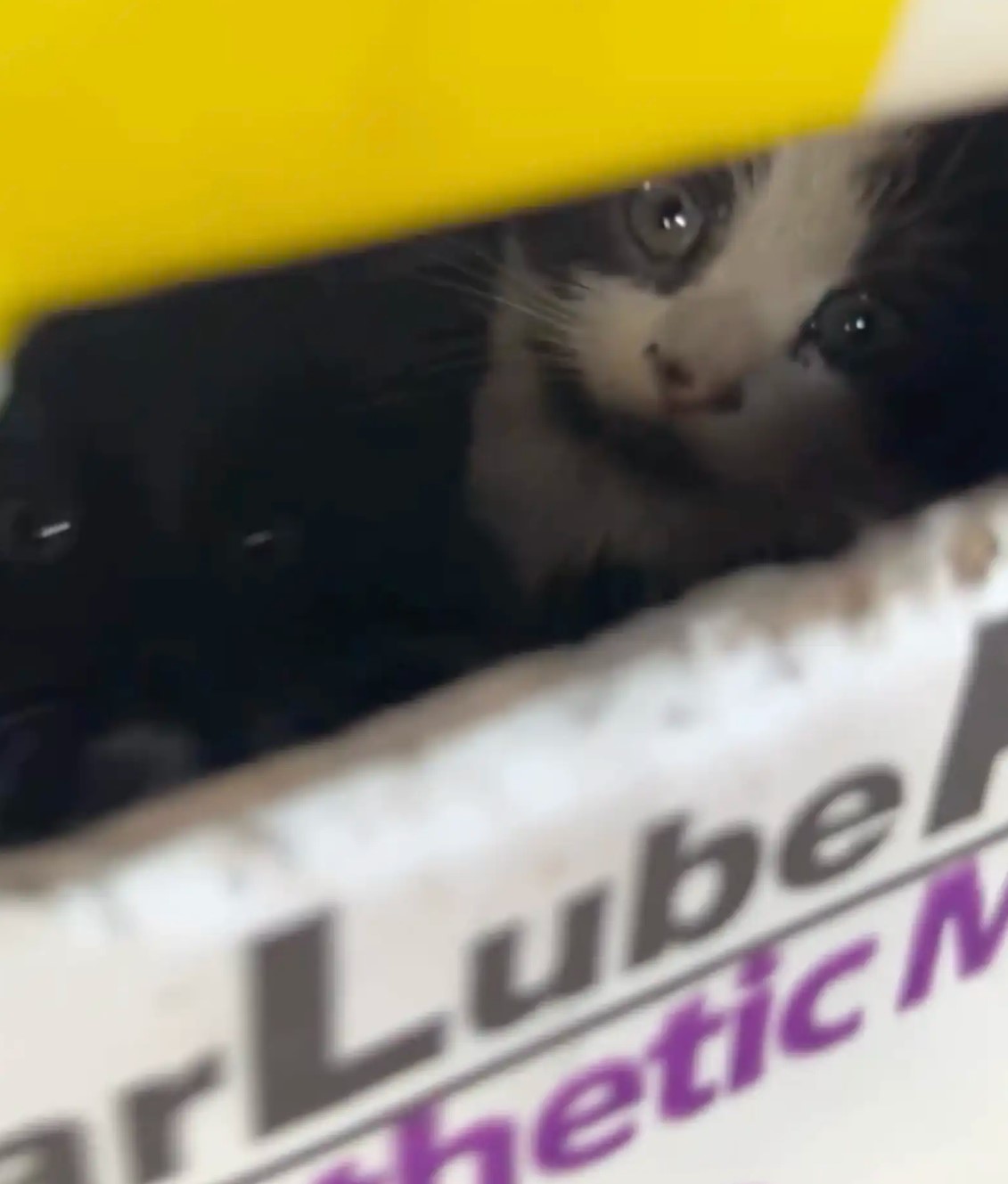 cat peeking from the box