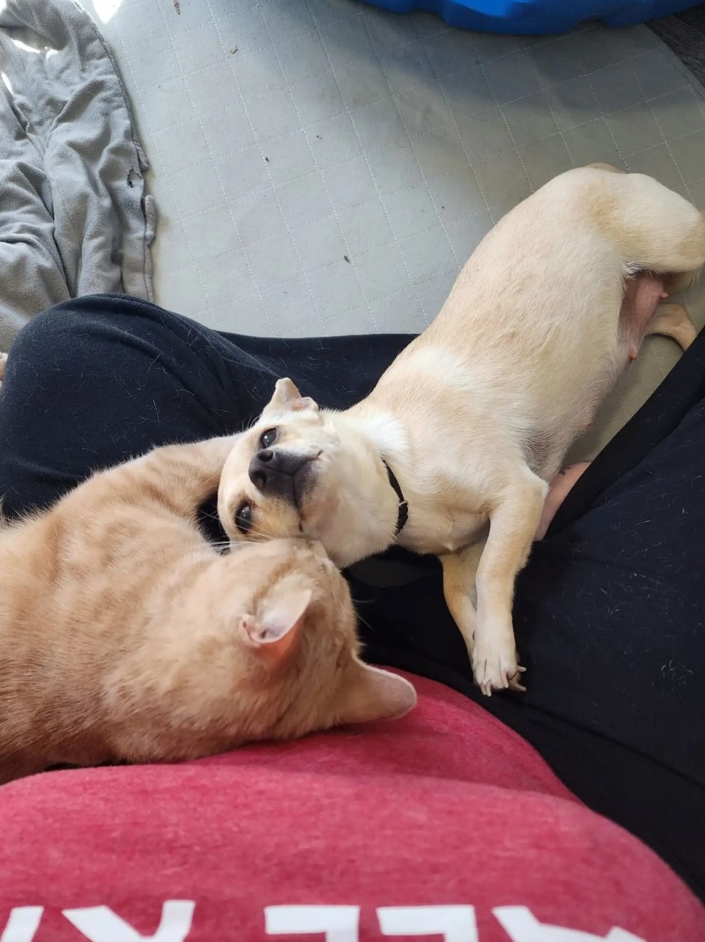 chihuahua and cat lying together