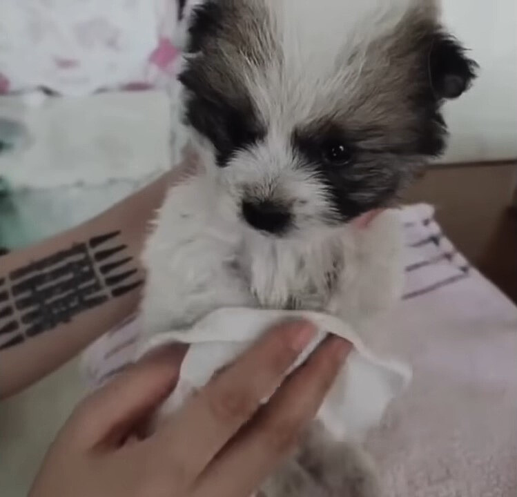 cleaning cute puppy
