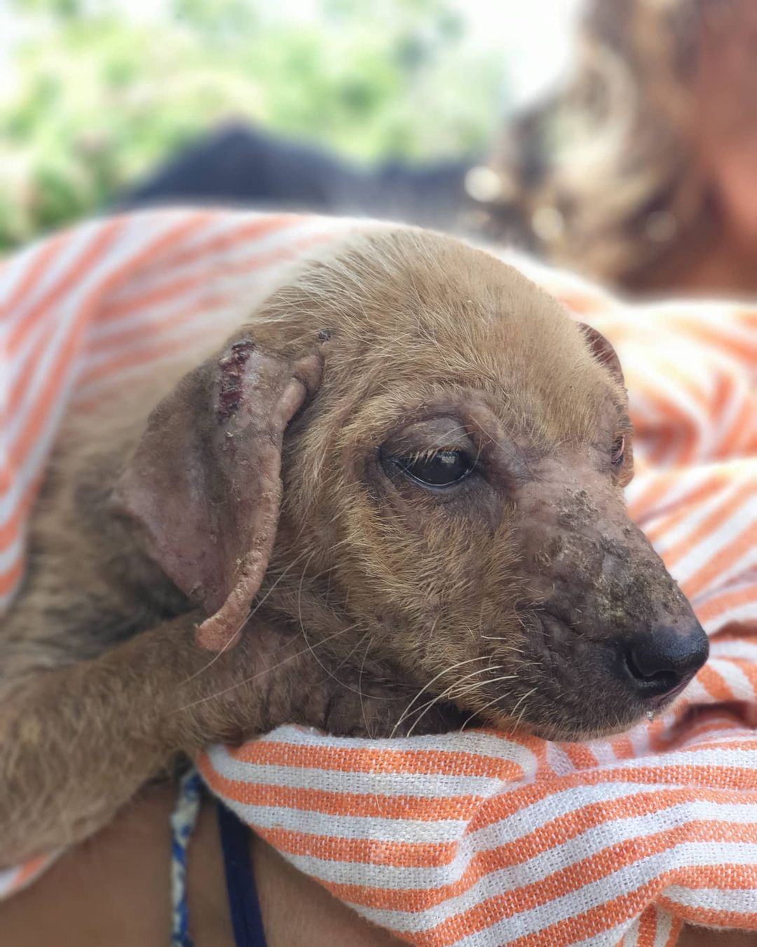 close-up photo of abandoned puppy
