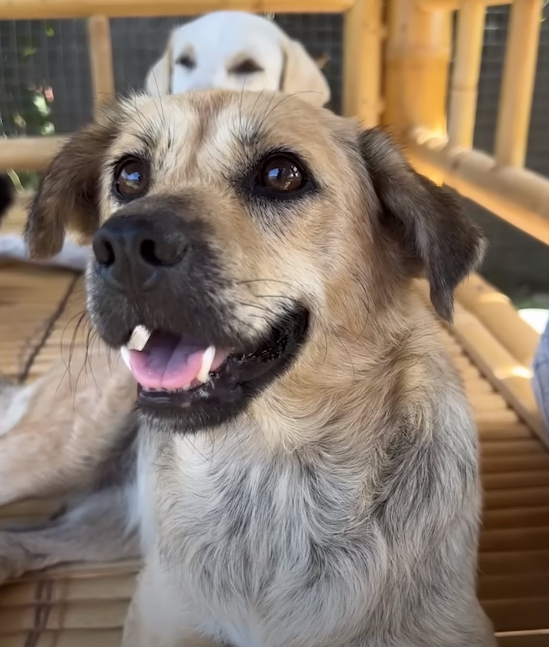 close-up photo of rescued dog