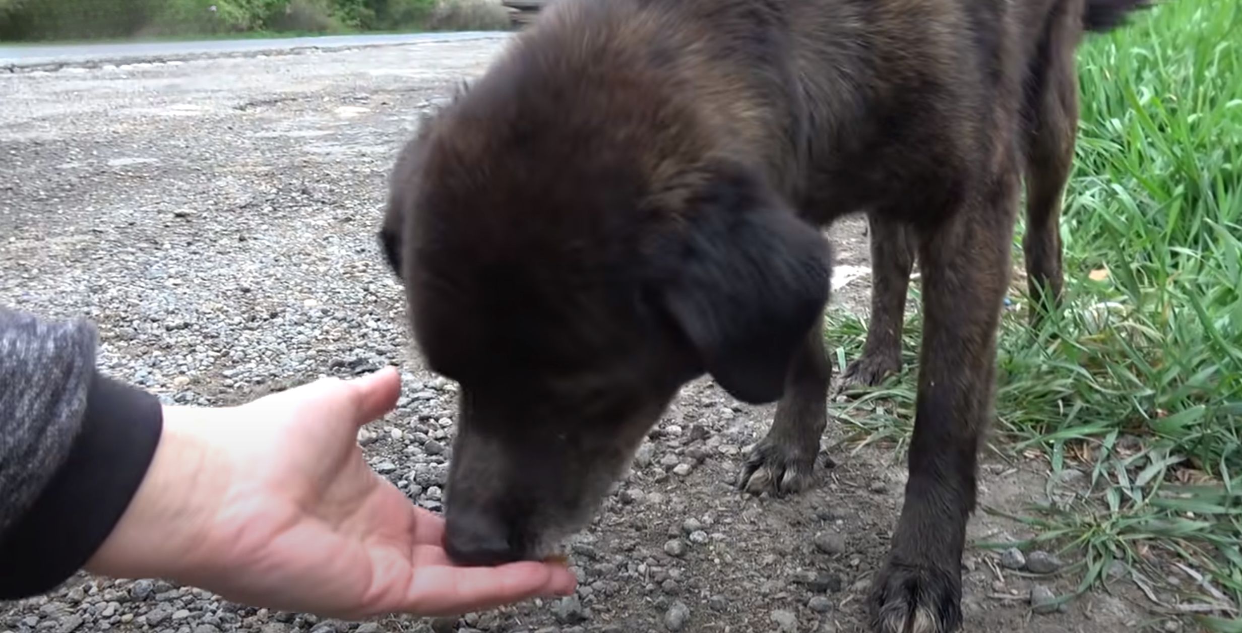 close-up photo of the dog sniffing a hand