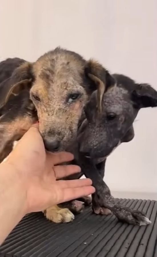 close-up photo of two puppies in bad condition