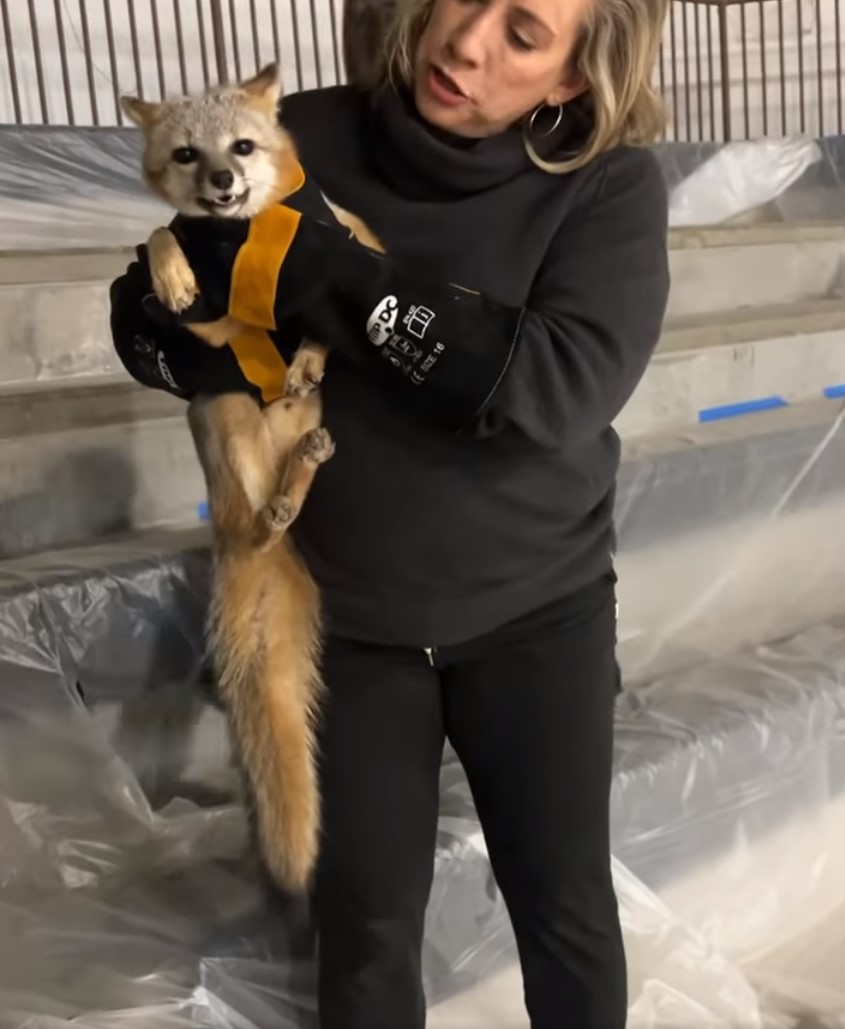 construction worker with gray fox in arms