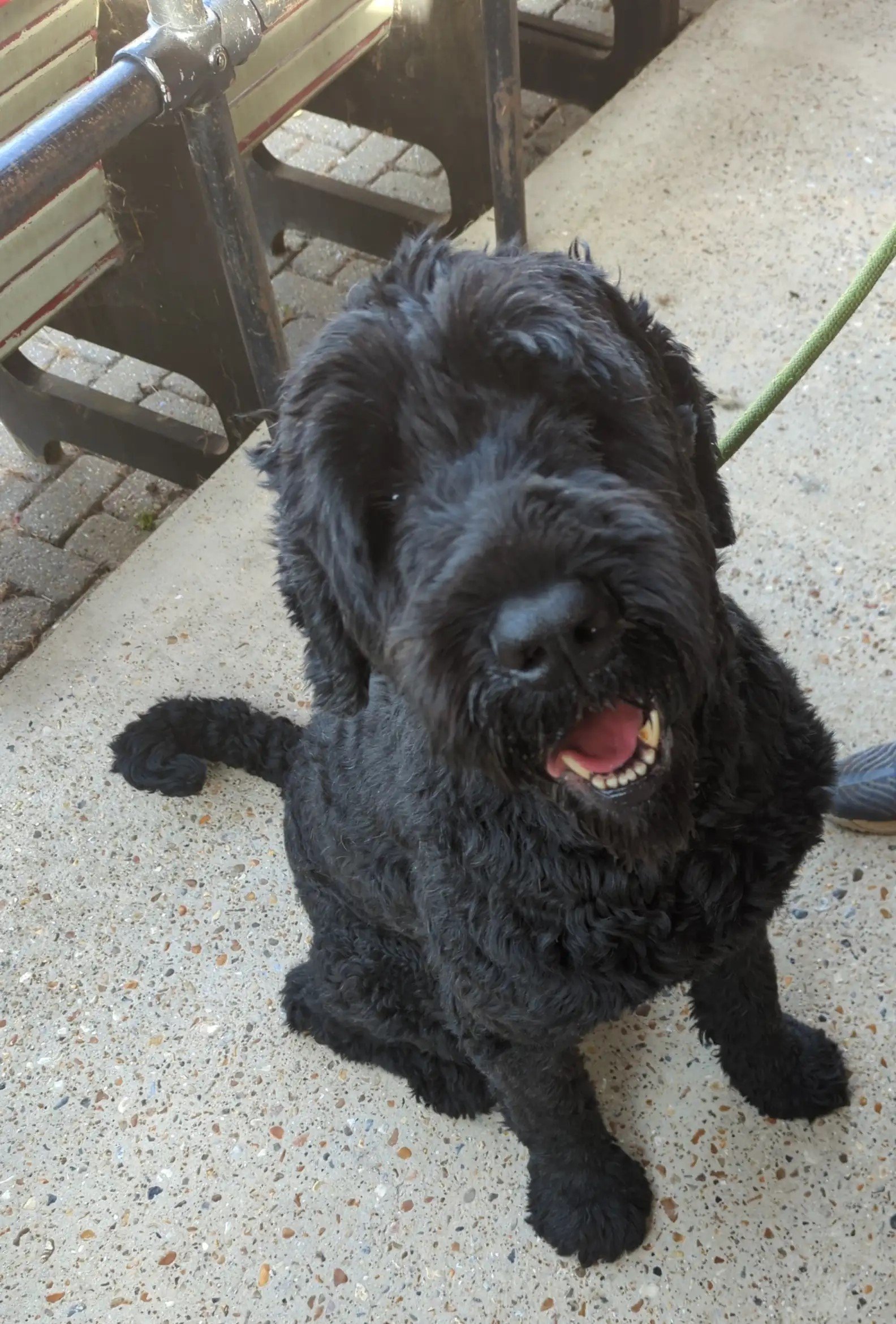 cute and happy black dog